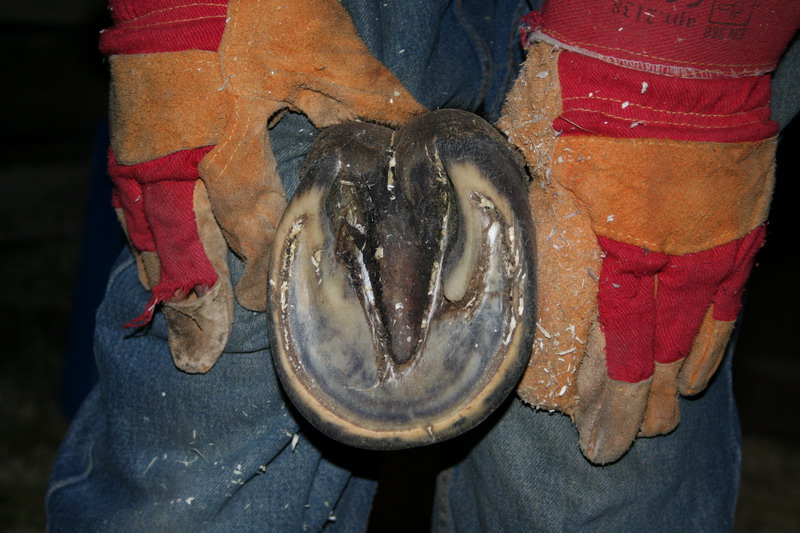 IMG_1414.jpg1.jpg"%20height="533"%20width="800